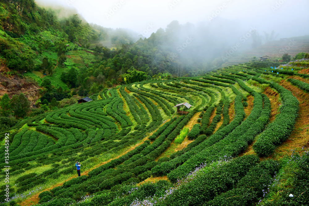 Tea plantation on the mountain