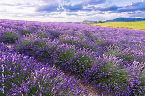 Lavender field in sunlight,Provence,Plateau Valensole. Beautiful image of lavender field. Lavender flower field, image for natural background. Very nice view of the lavender fields.