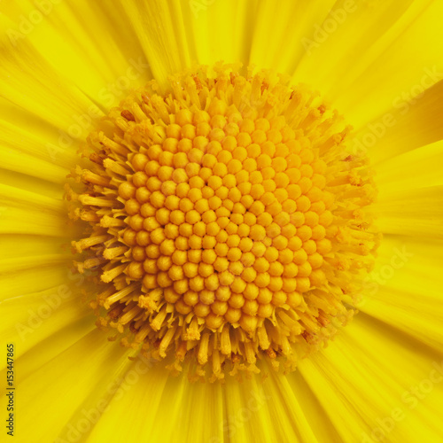 A blossoming Doronicum flower is photographed macro.