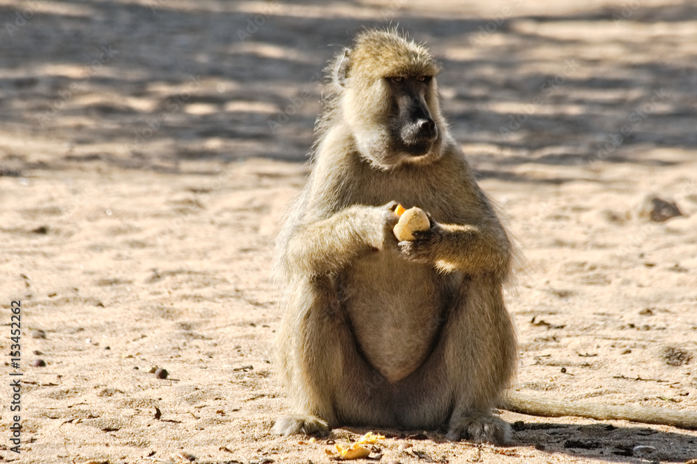 Baboon sitting in the grass and eating fruit.