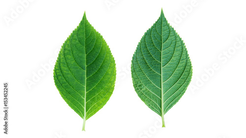 Hydrangea leaf on white background.