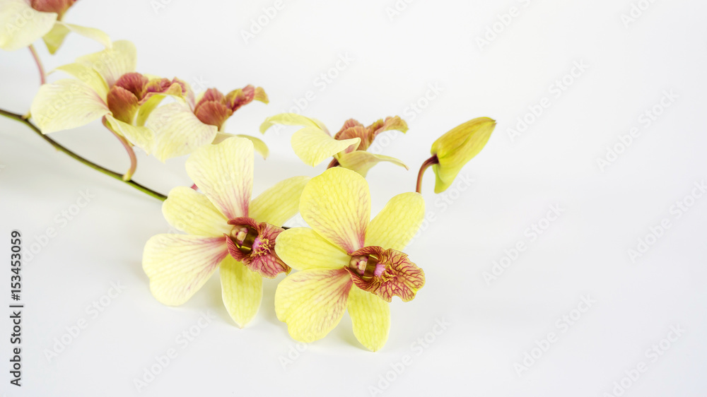 Orchid flower on a white background. Orchid flower on a white background.