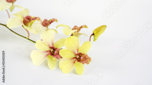 Orchid flower on a white background.