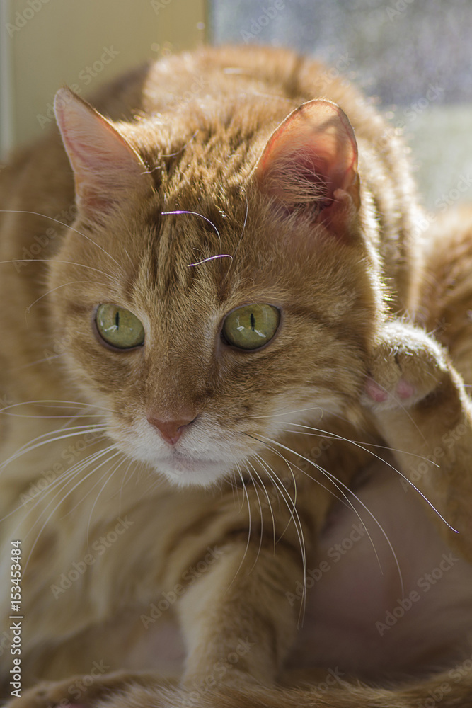 Ginger and white tabby cat