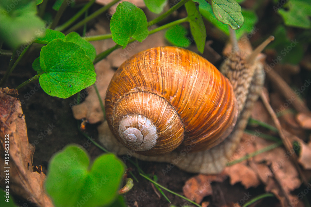 Snail Shell Horns Nature Sunny day Snail Shell Horns Nature Sunny day