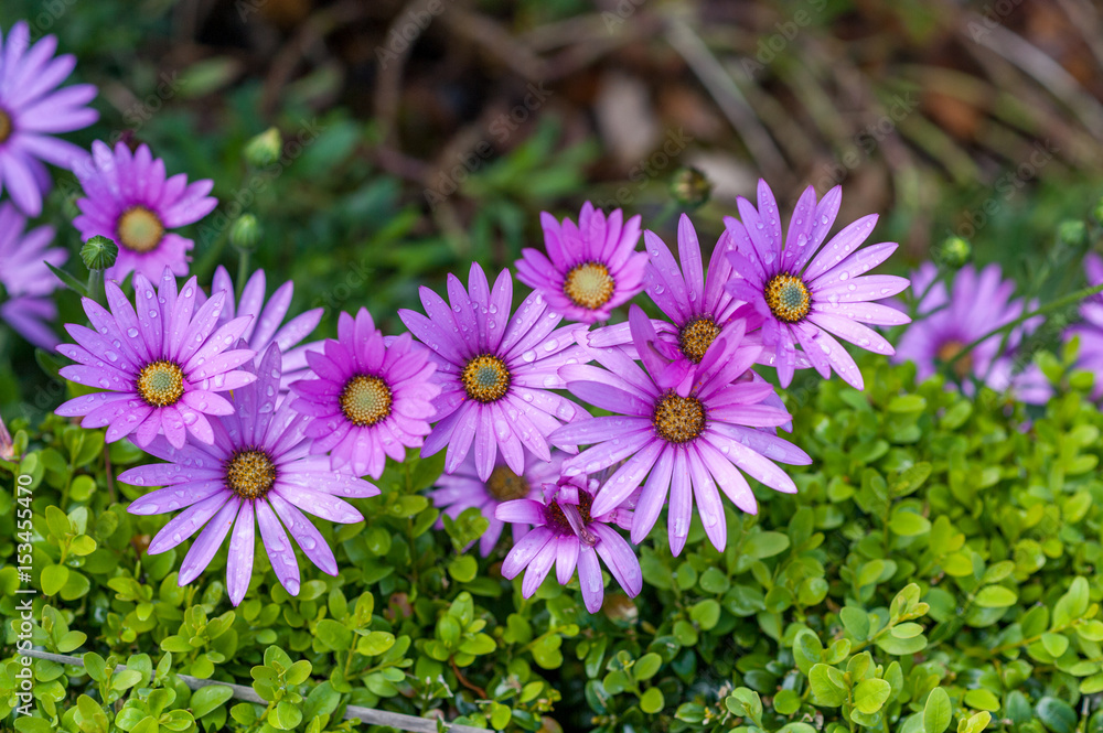 Obraz premium violet daisy