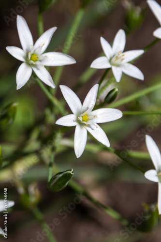 An edelweiss flower