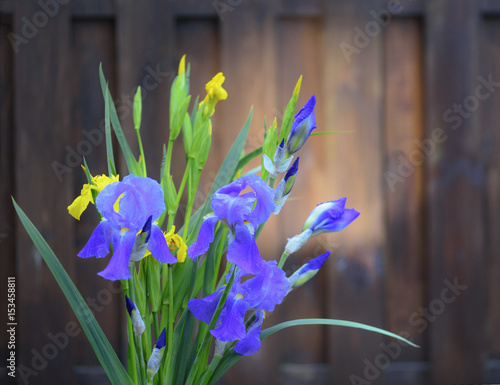 Fototapeta Naklejka Na Ścianę i Meble -  Iris, flower, nature,