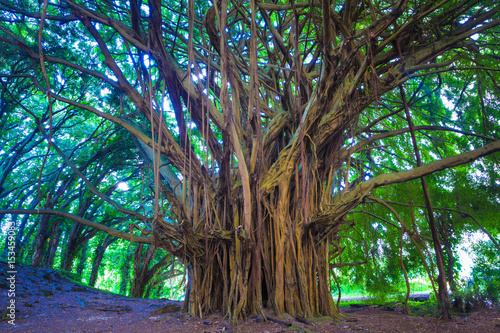 Beautiful banyan tree photo