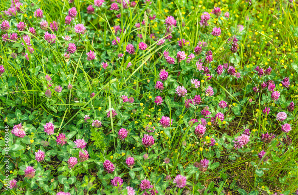 Purple flowering clover plants from close