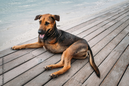 Disabled dog three legs laying on the floor