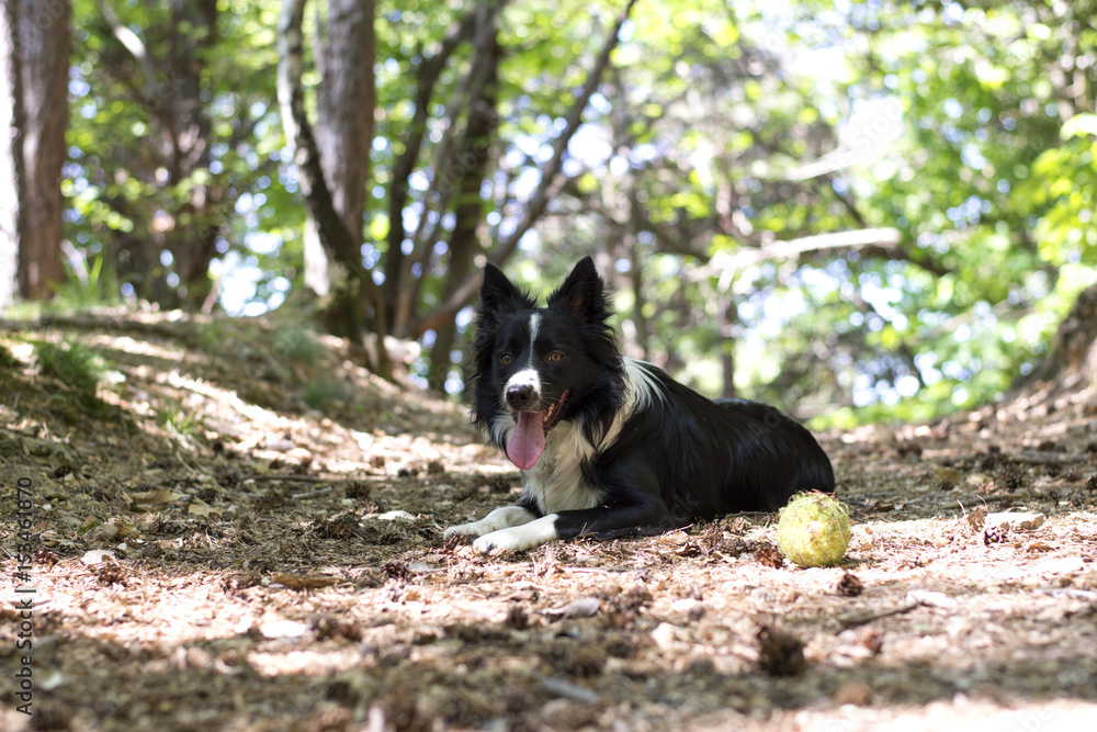 A border collie puppy relaxing with the ball, in the woods.