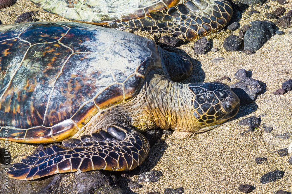 Fototapeta premium Turtle on Hawaiian beach