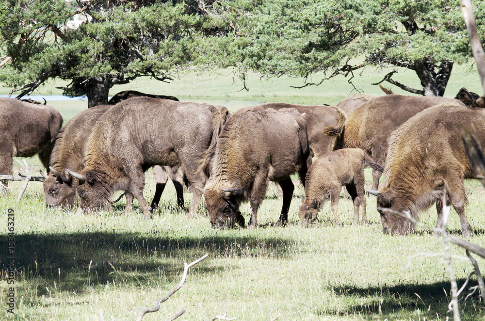 buffalo buffalo