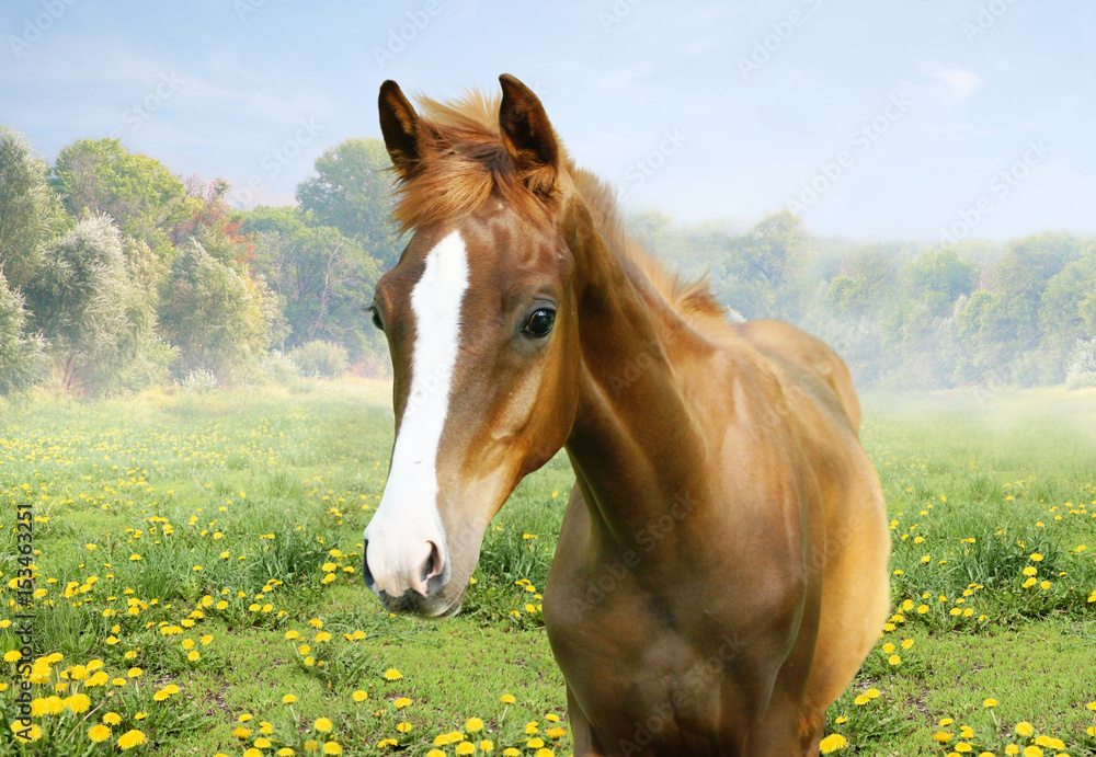 Foal in the field of dandelions