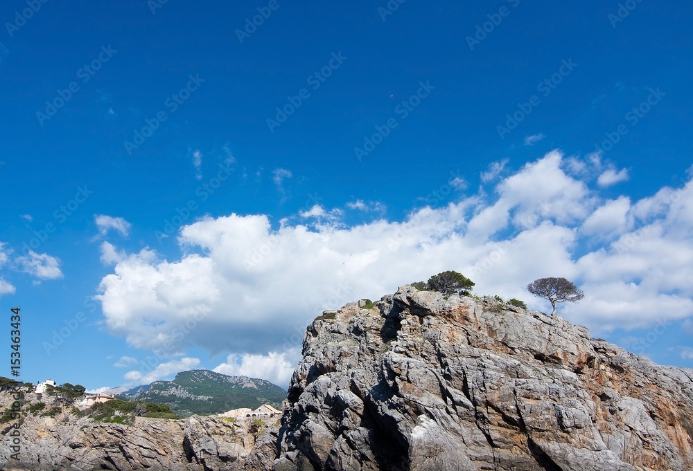 Tree on cliff Tree on cliff