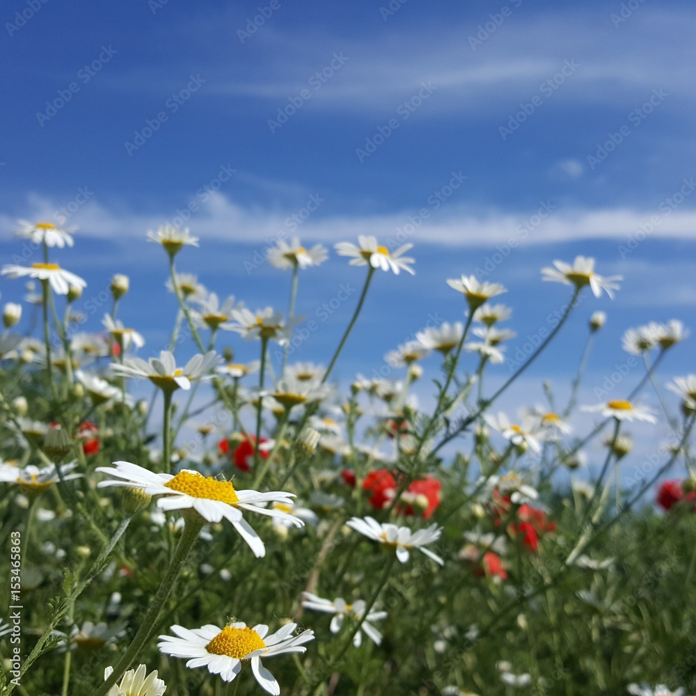 Chamomile flower meadow landscape spring season