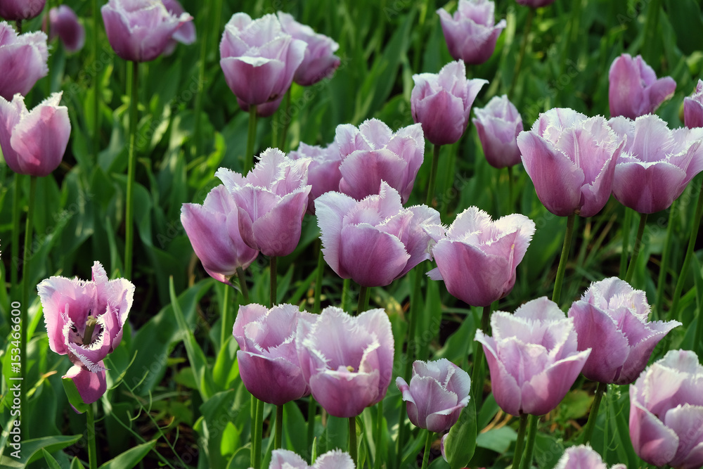 Fringed lilac tulips in the park