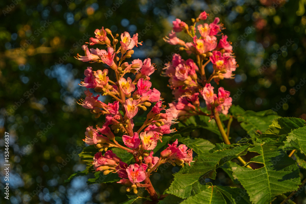 Reddish flowers of chestnut tree at sunset in Spring Reddish flowers of chestnut tree at sunset in Spring