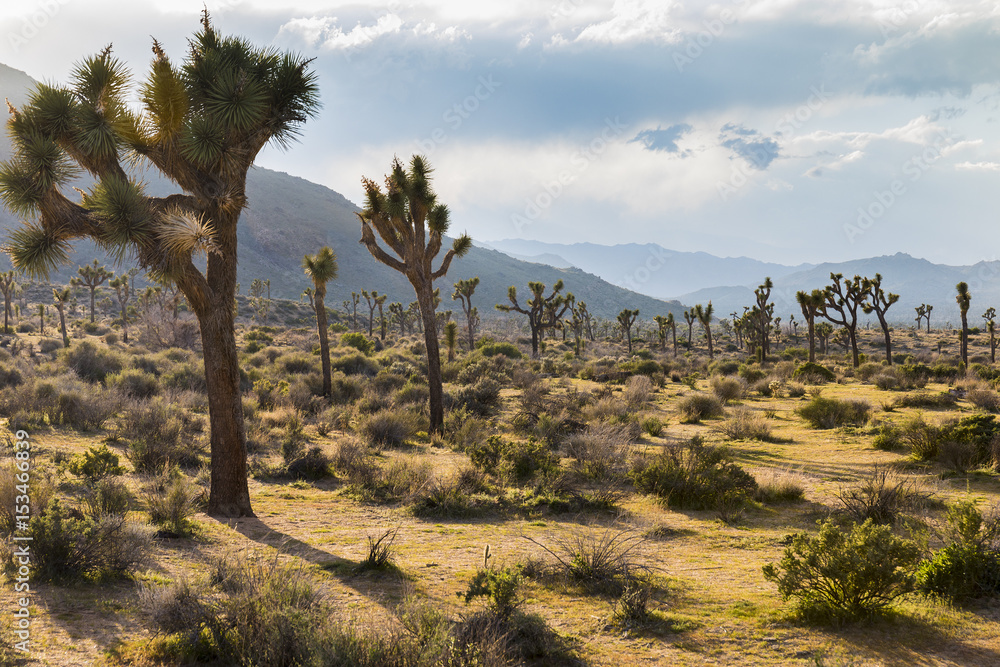 Joshua Trees growing in the desert - Joshua Tree National Park, California Joshua Trees growing in the desert - Joshua Tree National Park, California