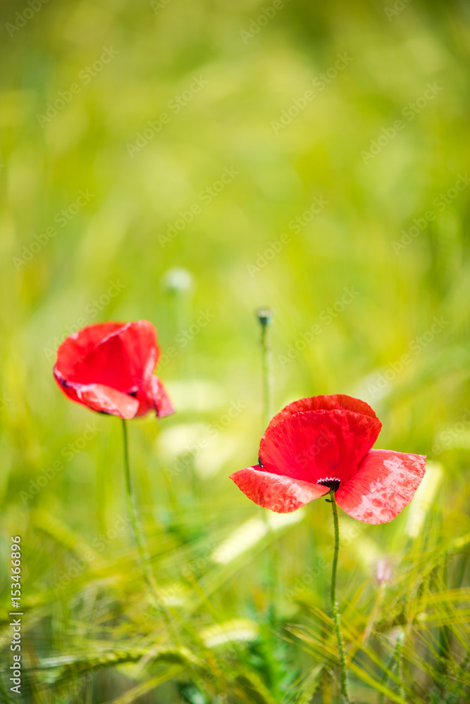 Fototapeta premium Close view on poppy flowers with bokeh and blur