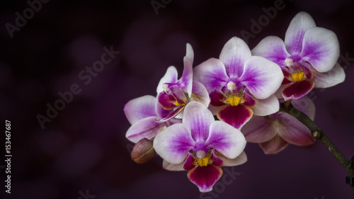 Fototapeta Naklejka Na Ścianę i Meble -  Orchid Flowers Closeup