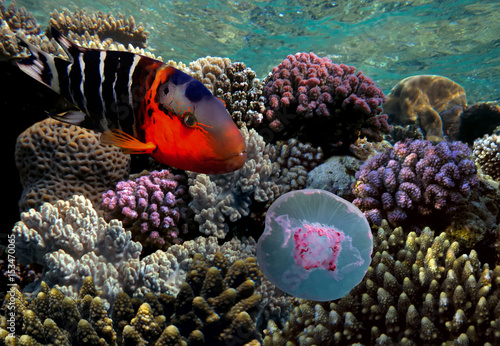 Boomtail wrasse (Cheilinus lunulatus) and jellyfish. photo