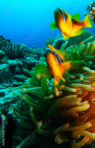 Two anemone clown fish inside the yellow anemone