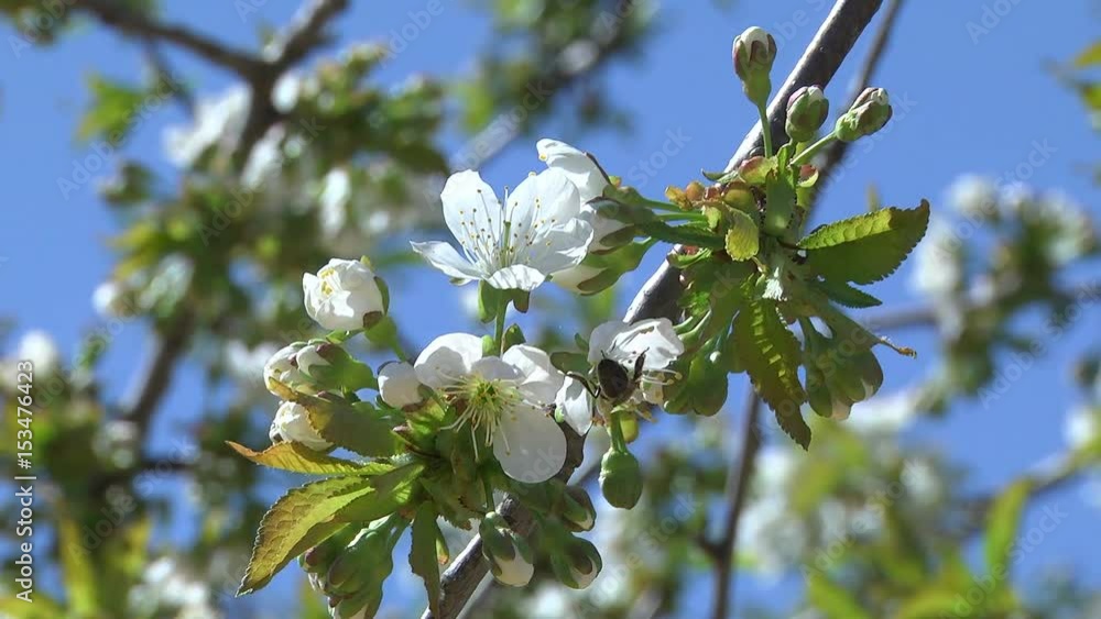 Flowers of the Cherry Tree Cherry blossom tree pollination fruit trees making honey close up honeycomb honeycomb working on a sunny day and warm weather with a blue sky Flowers of the Cherry Tree Cherry blossom tree pollination fruit trees making honey close up honeycomb honeycomb working on a sunny day and warm weather with a blue sky