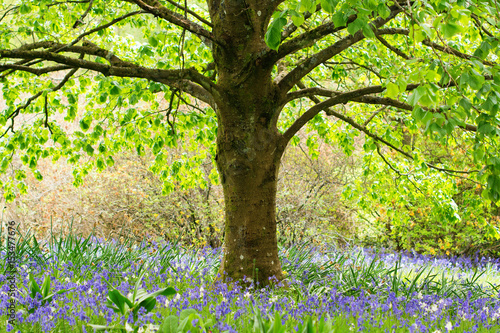 Fototapeta Naklejka Na Ścianę i Meble -  Beautiful bluebells in blossom in the park, England, selective focus