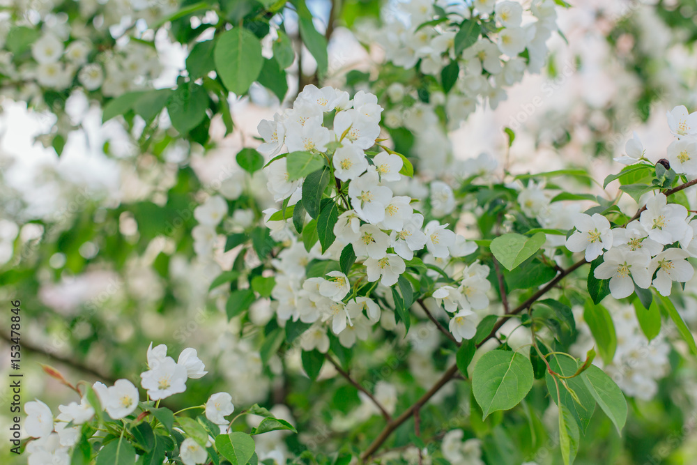 Blooming apple tree Blooming apple tree