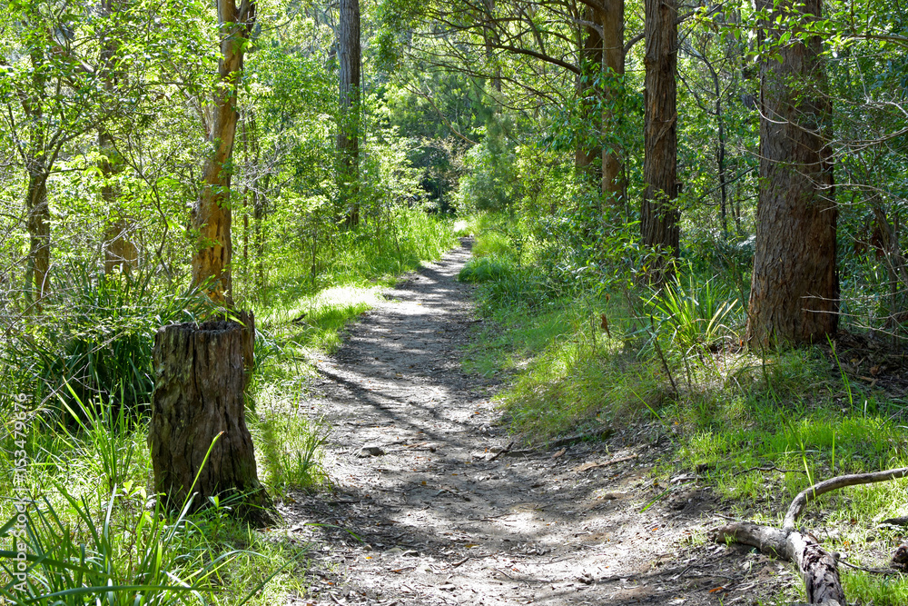 Obraz premium Walk in the woods