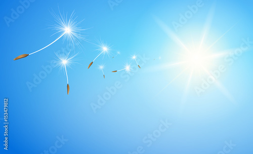 Fliegende Pusteblume Flugschirme vor blauem Himmel mit Sonne