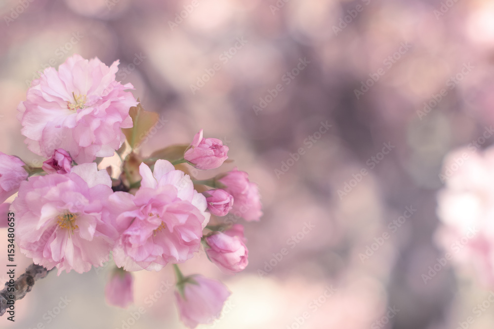 Spring pink flowers. Selective focus Spring pink flowers. Selective focus