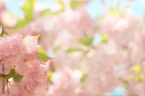 Beautiful floral background with pink spring flowers. Blooming tree. Selective focus