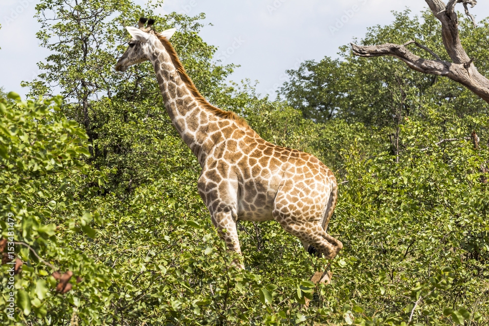 Giraffe standing inside Kruger Nationalpark, South Africa Giraffe standing inside Kruger Nationalpark, South Africa