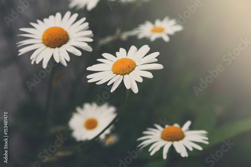 Beautiful white camomile flower background