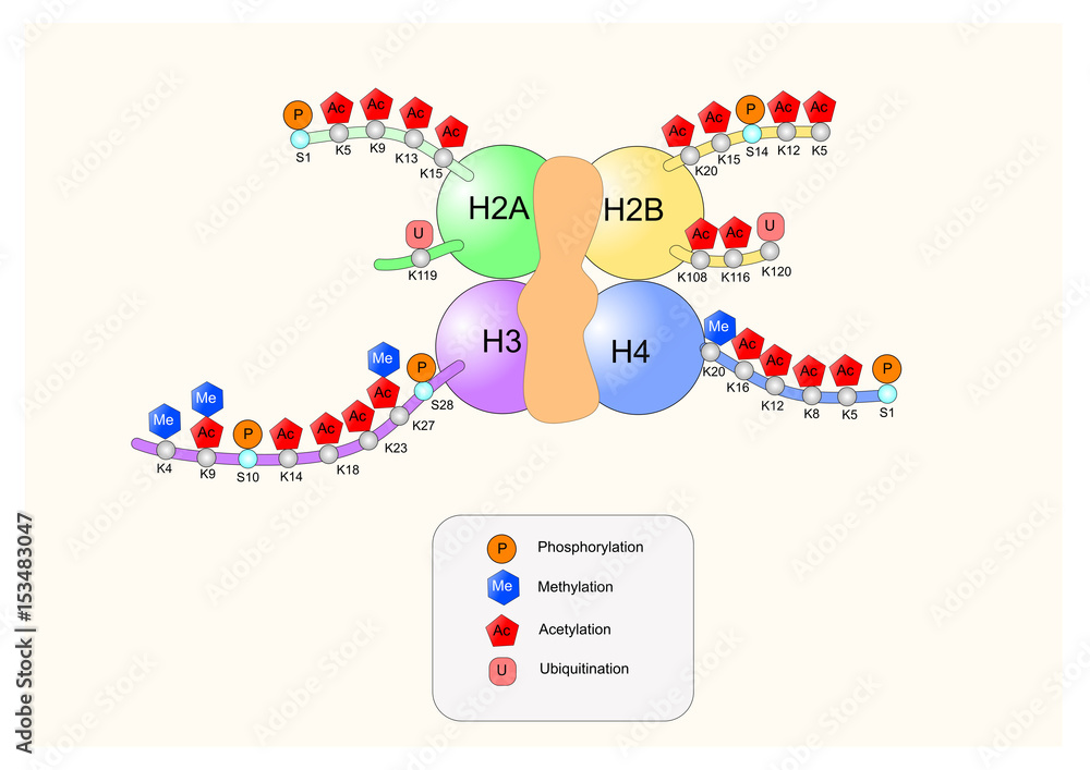 histone model with its tails and sites of acetylation and methylation