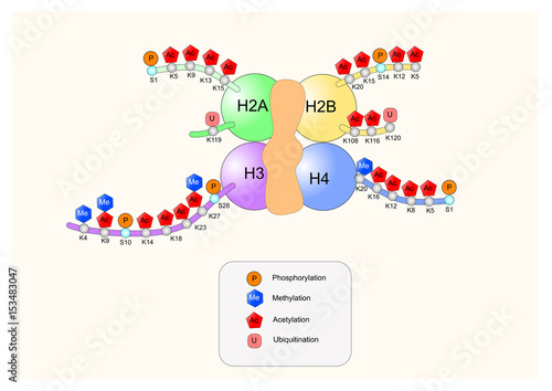 histone model with its tails and sites of acetylation and methylation