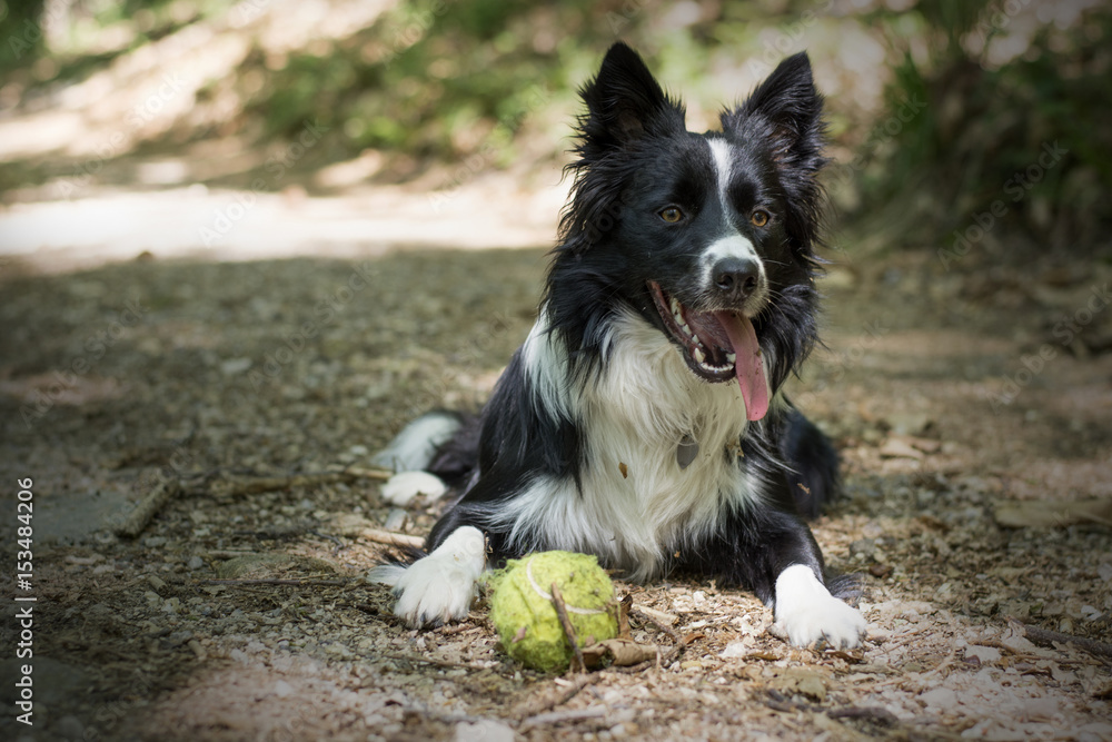 Close up of a puppy of border collie relaxing with the ball in the woods