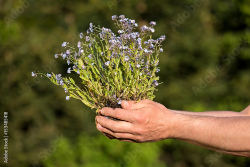 Gardeners hands planting flowers in the garden 