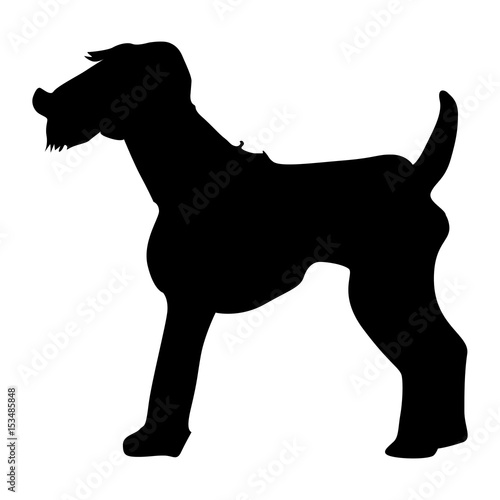 welsh terrier