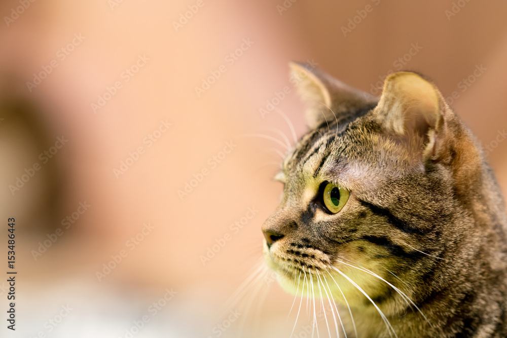 猫物語 猫物語