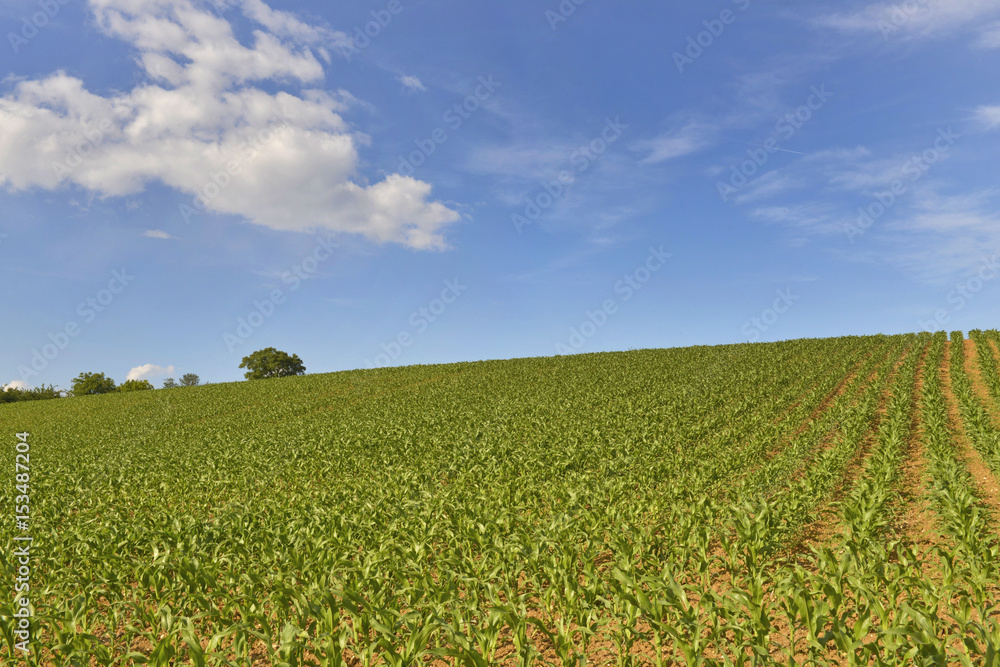 Paesaggio di campagna. Paesaggio di campagna.