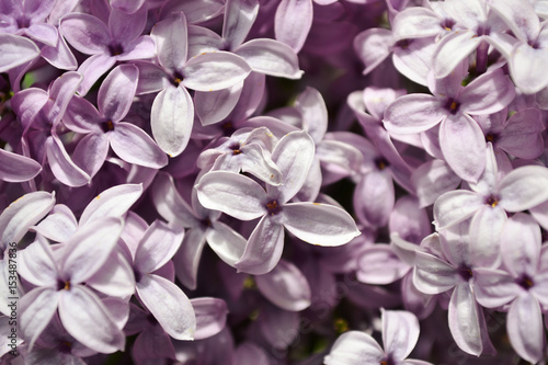 Lilac flowers close up