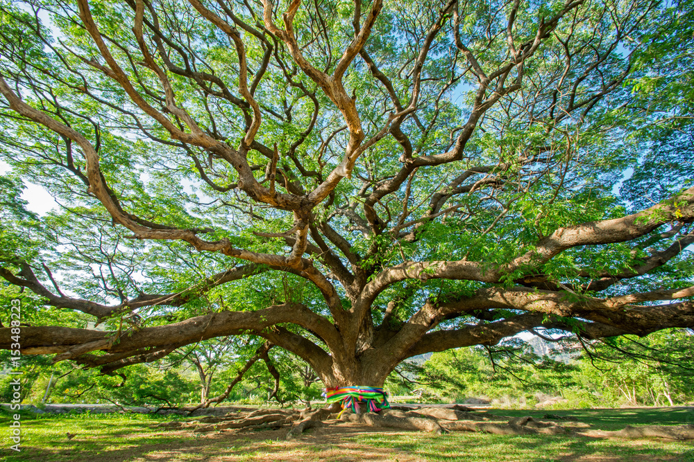 Fototapeta premium big tree