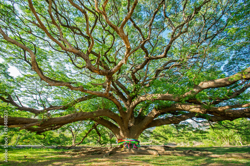 big tree