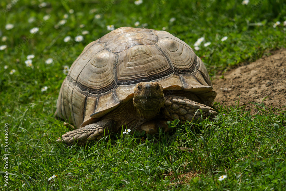 photo of a Spur-thighed Tortoise walking in the sunshine photo of a Spur-thighed Tortoise walking in the sunshine