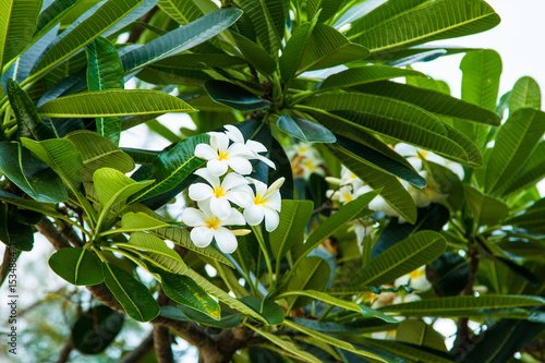 plumeria beautiful  White and yellow  on a tree flowers