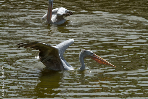 photo of a Pink Backed Peligan feeding on fish photo